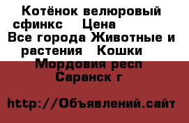 Котёнок велюровый сфинкс. › Цена ­ 15 000 - Все города Животные и растения » Кошки   . Мордовия респ.,Саранск г.